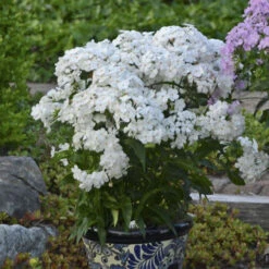 'Opening Act White' Hybrid Phlox -Great Garden Plants Shop eb7dda363acadcc2cb0a33fde088f008