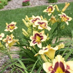 Rainbow Rhythm® 'Star Of The North' Daylily -Great Garden Plants Shop ec8957e4b42f31aab9743d504f4f2998
