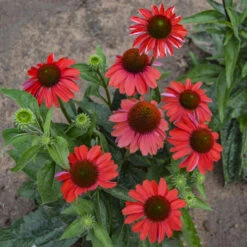 Color Coded™ 'Frankly Scarlet' Coneflower -Great Garden Plants Shop echinacea franklyscarlet coneflower 3