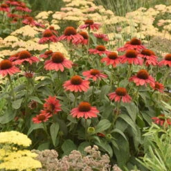 Color Coded™ 'Frankly Scarlet' Coneflower -Great Garden Plants Shop echinacea franklyscarlet coneflower 4