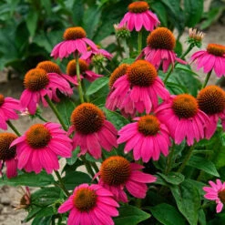 Butterfly Garden Collection -Great Garden Plants Shop echinacea pow wow wild berry 1 1f8d5481 f719 4b96 8a95 2f4d0993265d