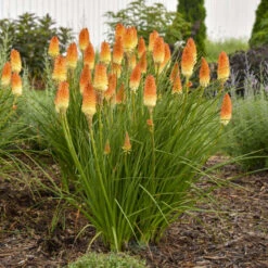 Pyromania® 'Hot And Cold' Red Hot Poker 2 Pyromania® 'Hot And Cold' Red Hot Poker -Great Garden Plants Shop ed4c55cbc714b6ab19f4d2f85f951b1e