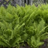 Ostrich Fern