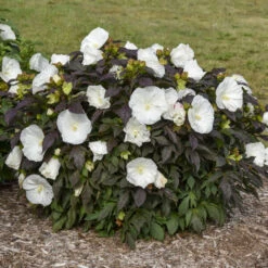 Summerific® 'Cookies And Cream' Perennial Hibiscus -Great Garden Plants Shop ef1859efc0a5ef319c1b78b5577cfee5