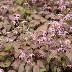 'Pretty In Pink' Barrenwort -Great Garden Plants Shop epimedium barrenwort prettyinpink 2