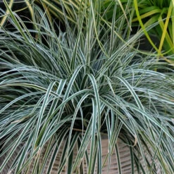 EverColor® 'Everest' Sedge