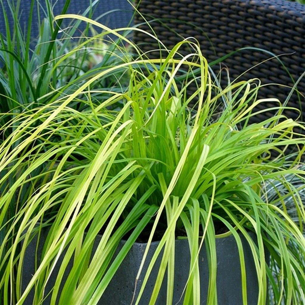 EverColor® 'Everillo' Sedge EverColor® 'Everillo' Sedge -Great Garden Plants Shop evercolor everillo sedge 1
