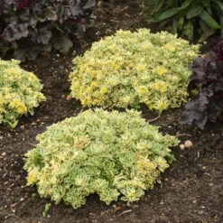 Rock 'N Low® 'Boogie Woogie' Stonecrop -Great Garden Plants Shop f024e42c42e5615e78b9e1e35acfbd6a