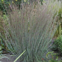 Blue HeavenĀ® Little Bluestem