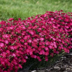 'Paint The Town Red' Dianthus -Great Garden Plants Shop f31612abc365d0ce0888b4d99c0daf25