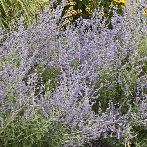 Russian Sage Russian Sage -Great Garden Plants Shop f533d77f42662fe4386d9e9d6b4494c8