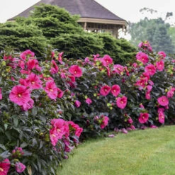 Summerific® 'Evening Rose' Perennial Hibiscus -Great Garden Plants Shop f6cc1b603dde715f531c36cdecf30684