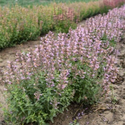 'Pinky Pie' Hummingbird Mint -Great Garden Plants Shop f8d5c6be980529a34d3d82da4ae516b6