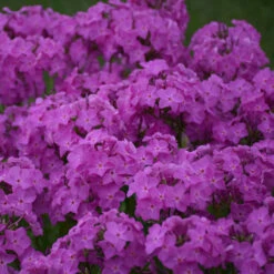 'Opening Act Ultrapink' Hybrid Phlox -Great Garden Plants Shop f9b7b1ce9aede9587dc8d738e9108075