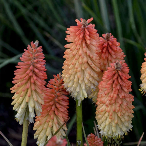 Pyromania® 'Hot and Cold' Red Hot Poker Pyromania® 'Hot And Cold' Red Hot Poker -Great Garden Plants Shop fa31538359c64561225fede63e2a6306