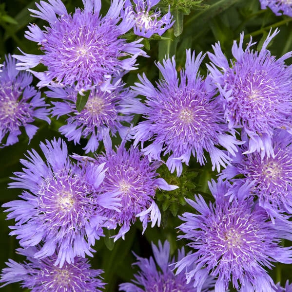 Totally Stoked™ 'Riptide' Stoke's Aster Totally Stoked™ 'Riptide' Stoke's Aster -Great Garden Plants Shop fa7dfeeb5f03d46325666acd2c798dea