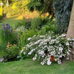 Fairytrail Bride™ Cascade Hydrangea™ -Great Garden Plants Shop fairytrail bride cascading hydrangea 3 sw