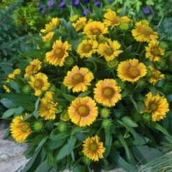 'Arizona Apricot' Blanket Flower -Great Garden Plants Shop fc49797d81d329fb48f92c05d632a479