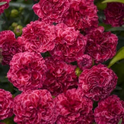 Fruit Punch® 'Raspberry Ruffles' Dianthus -Great Garden Plants Shop fd97f530b14e3eea63e016fcf12ade4b