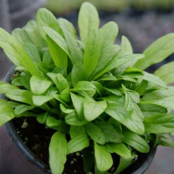 Feathered Friends™ 'Cordial Canary' Bugleweed -Great Garden Plants Shop feathered friends cordial canary bugleweed 2