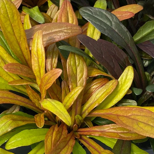 Feathered Friends™ 'Fancy Finch' Bugleweed Feathered Friends™ 'Fancy Finch' Bugleweed -Great Garden Plants Shop feathered friends fancy finch bugleweed 1