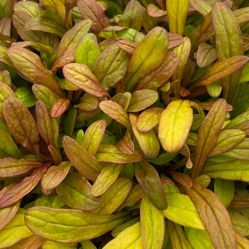 Feathered Friends™ 'Fancy Finch' Bugleweed Feathered Friends™ 'Fancy Finch' Bugleweed -Great Garden Plants Shop feathered friends fancy finch bugleweed 2