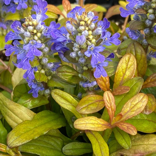 Feathered Friends™ 'Fancy Finch' Bugleweed Feathered Friends™ 'Fancy Finch' Bugleweed -Great Garden Plants Shop feathered friends fancy finch bugleweed 4