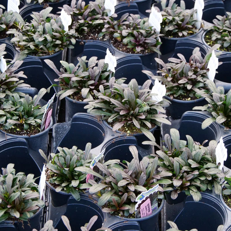 Feathered Friends™ 'Noble Nightingale' Bugleweed Feathered Friends™ 'Noble Nightingale' Bugleweed -Great Garden Plants Shop feathered friends noble nightingale bugleweed 1