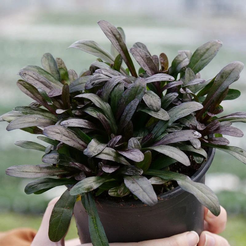 Feathered Friends™ 'Noble Nightingale' Bugleweed Feathered Friends™ 'Noble Nightingale' Bugleweed -Great Garden Plants Shop feathered friends noble nightingale bugleweed 2