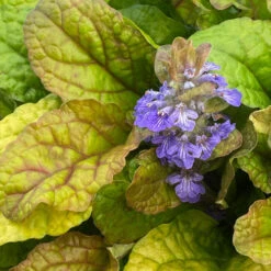 Feathered Friends™ 'Parrot Paradise' Bugleweed -Great Garden Plants Shop feathered friends parrot paradise bugleweed 3