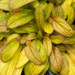 Feathered Friends™ 'Petite Parakeet' Bugleweed -Great Garden Plants Shop feathered friends petite parakeet bugleweed 1