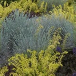 'Boulder Blue' Blue Fescue -Great Garden Plants Shop festuca boulder blue fescue 2 sw