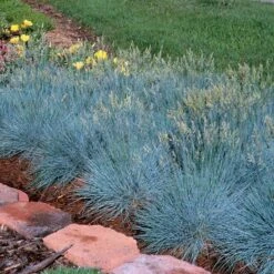 'Boulder Blue' Blue Fescue -Great Garden Plants Shop festuca boulder blue fescue 4 sw