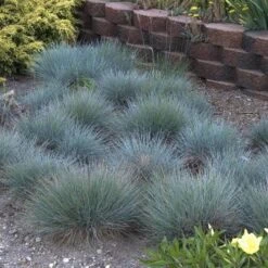 'Boulder Blue' Blue Fescue -Great Garden Plants Shop festuca boulder blue fescue 5 sw