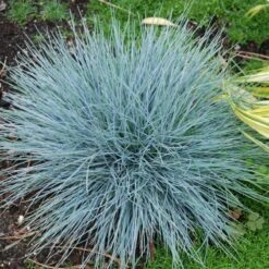 'Boulder Blue' Blue Fescue -Great Garden Plants Shop festuca boulder blue fescue 8 sw