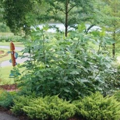'Chicago Hardy' Fig -Great Garden Plants Shop ficus chicago hardy 3 sw
