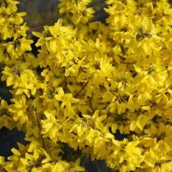 Flying Machine® Forsythia