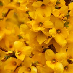 Show Off® Forsythia -Great Garden Plants Shop forsythia show off 2 P