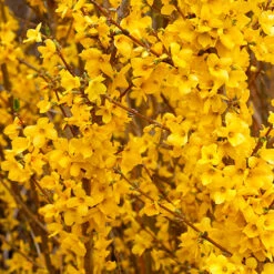 Show Off® Forsythia -Great Garden Plants Shop forsythia show off 3 P