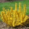 Show Off® Sugar Baby® Forsythia
