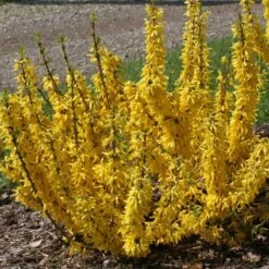 Show Off® Sugar Baby® Forsythia -Great Garden Plants Shop forsythia show off sugar baby flowering forsythia 3