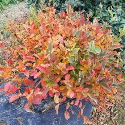 Legend Of The Small™ Bottlebrush -Great Garden Plants Shop fothergilla legend of the small 3