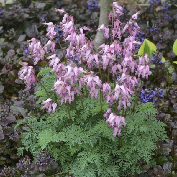 Fringed Bleeding Heart Fringed Bleeding Heart -Great Garden Plants Shop fringed bleeding heart 1