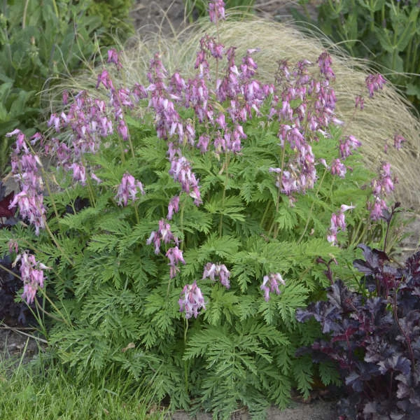 Fringed Bleeding Heart Fringed Bleeding Heart -Great Garden Plants Shop fringed bleeding heart 2