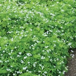 Sweet Woodruff