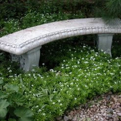 Sweet Woodruff -Great Garden Plants Shop galium odoratum sweet woodruff 2