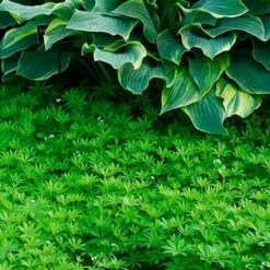 Sweet Woodruff -Great Garden Plants Shop galium odoratum sweet woodruff 3
