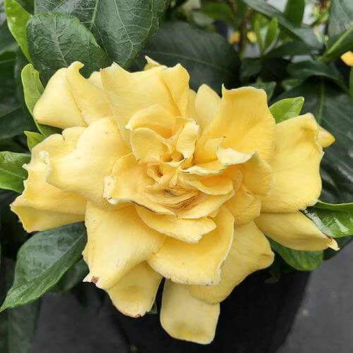 'Golden Magic' Gardenia 'Golden Magic' Gardenia -Great Garden Plants Shop gardenia golden magic 1 P sw