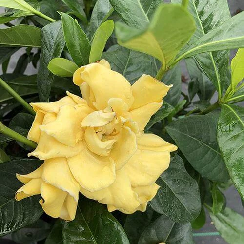 'Golden Magic' Gardenia 'Golden Magic' Gardenia -Great Garden Plants Shop gardenia golden magic 2 P sw