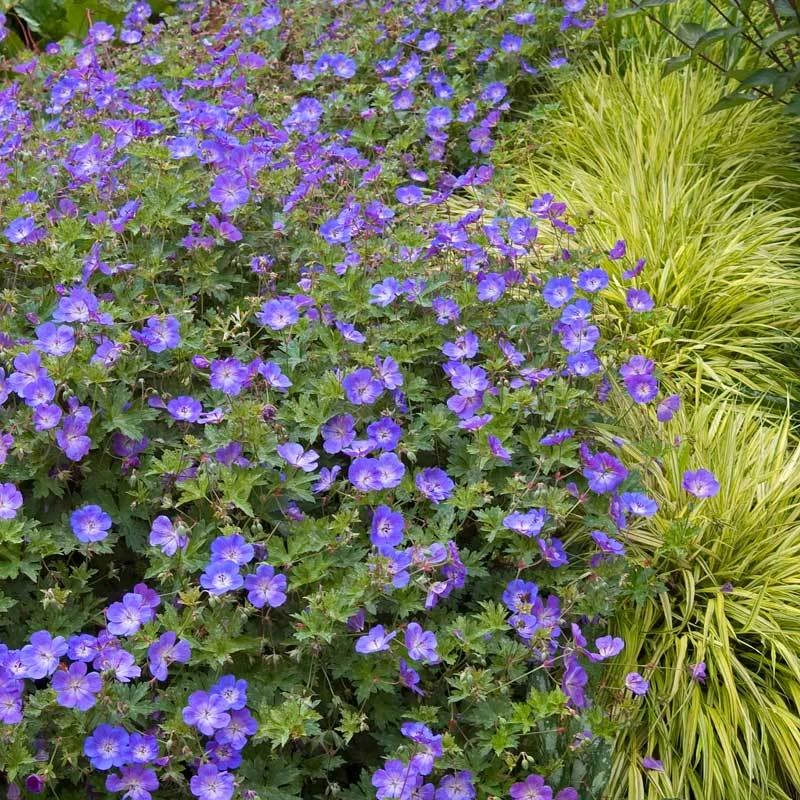 Rozanne® Cranesbill Rozanne® Cranesbill -Great Garden Plants Shop geranium rozanne cranesbill 1